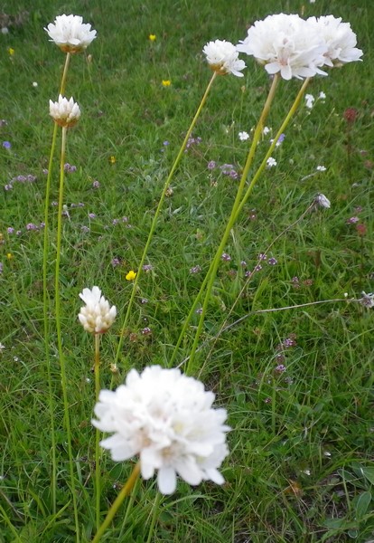 Bianchi e rosa - Armeria sp.